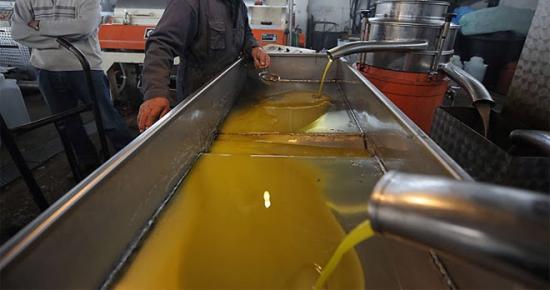Λειτουργία συνεταιριστικών ελαιοτριβείων για όσους ελαιοπαραγωγούς έχουν καρπό