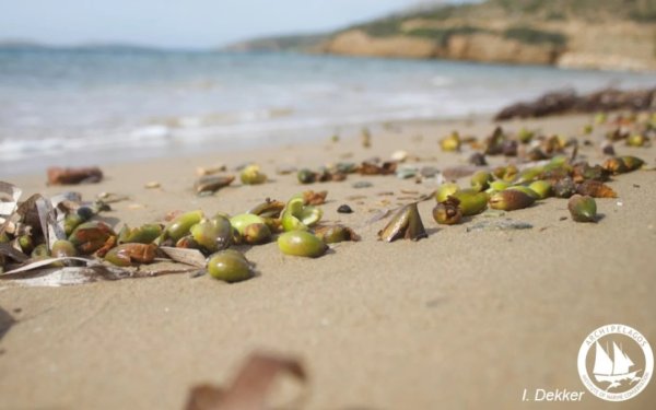 «Καρποί Ποσειδωνίας»: Το σπάνιο φαινόμενο που εμφανίζεται στις ελληνικές ακτές