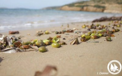 «Καρποί Ποσειδωνίας»: Το σπάνιο φαινόμενο που εμφανίζεται στις ελληνικές ακτές