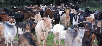 Το poulatakefalonias.gr ανοίγει το φάκελο «Κτηνοτροφία»