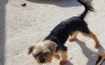 Χάθηκε σκυλάκι στα Βλαχάτα