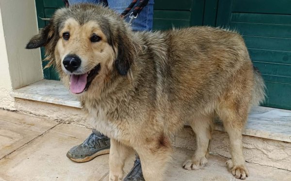 Η Ρέγκε βρέθηκε στον Αίνο - Δίνεται για υιοθεσία