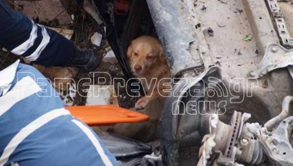 Σκυλάκι δεν εγκατέλειψε το αφεντικό του που είχε τροχαίο