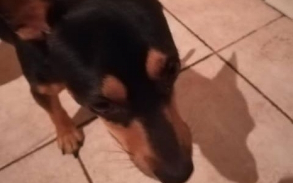 Βρέθηκε σκυλάκι Πίνσερ στο Αργοστόλι