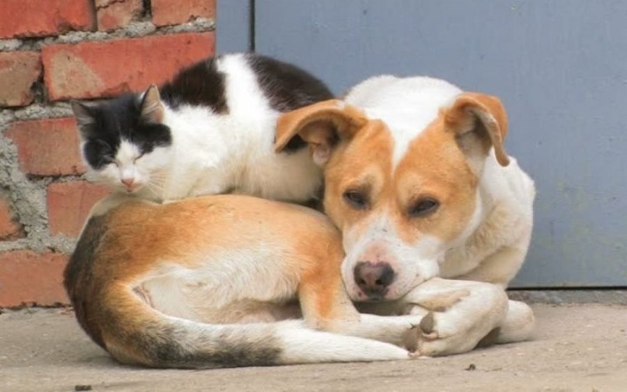 Δήλωση Εθελοντικής Προσφοράς για τα αδέσποτα ζώα συντροφιάς του Δήμου Σάμης