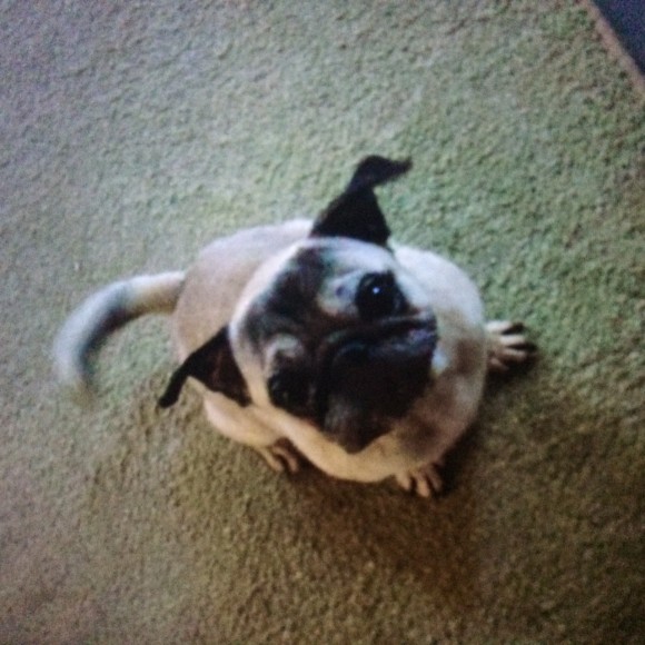 Χάθηκε ο Μπίλυ στα Βλαχάτα