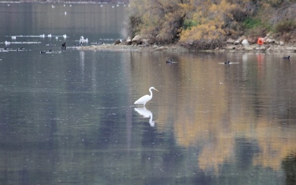 Πρόσκληση για την Γιορτή Πουλιών από τον Φορέα Διαχείρισης Αίνου