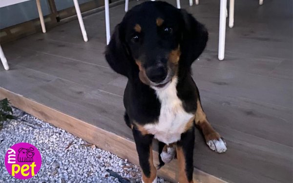 myPET: Αυτή η όμορφη σκυλίτσα ψάχνει την δική της οικογένεια (032)