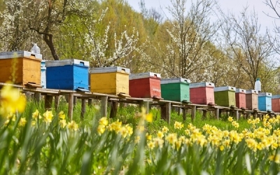 Γενική Συνέλευση του Μελισσοκομικού Συνεταιρισμού Κεφαλληνίας & Ιθάκης