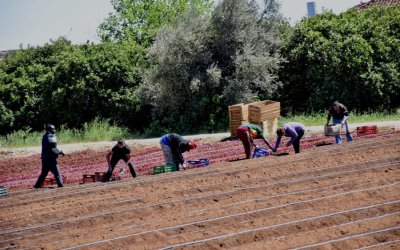 Αλλαγές στο εργόσημο: Μπαίνει πλαφόν ασφάλισης, αποκλειστικά online πληρωμές