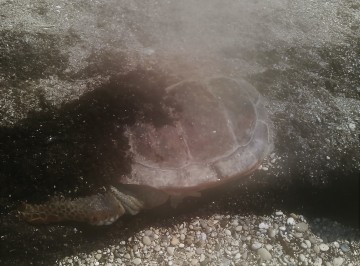 Νεκρή θαλάσσια χελώνα στον Λουρδά