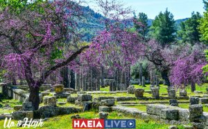 Αρχ. Ολυμπία: Οι κουτσουπιές ανθίζουν στην Ιερή Άλτη (εικόνες)