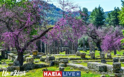 Αρχ. Ολυμπία: Οι κουτσουπιές ανθίζουν στην Ιερή Άλτη (εικόνες)