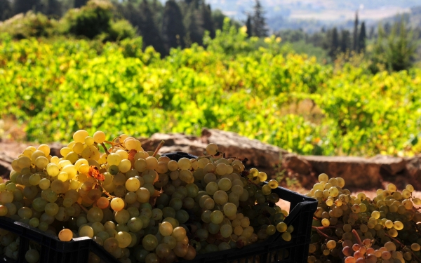 Ε.Α.Σ: Απειλούνται οι ντόπιοι αμπελώνες