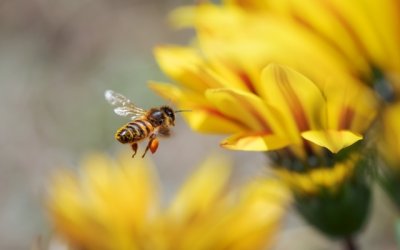 Λέσβος: Σμήνος μελισσών επιτέθηκε σε επιβάτες οχήματος – 2 τραυματίες
