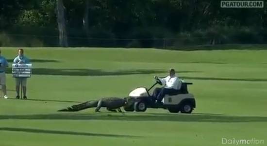 Αλιγάτορας... εισβολέας σε αγώνα γκολφ (photos + video)