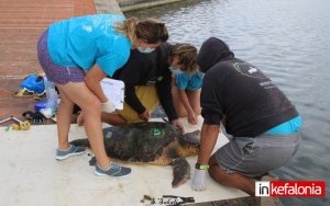 Αργοστόλι: Οι ερευνητές του Wild Life Sense βοήθησαν &quot;πληγωμένη&quot; θαλάσσια χελώνα (εικόνες)