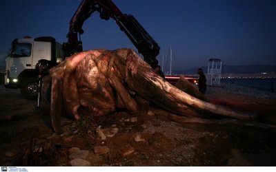 WWF Ελλάς: Άλλη μία νεκρή πτεροφάλαινα επιβεβαιώνει την επείγουσα ανάγκη λήψης μέτρων