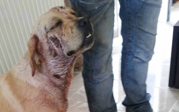 Πυροβόλησαν δυο σκυλιά στα Ραζάτα – Δίνεται αμοιβή ώστε να βρεθεί ο δράστης