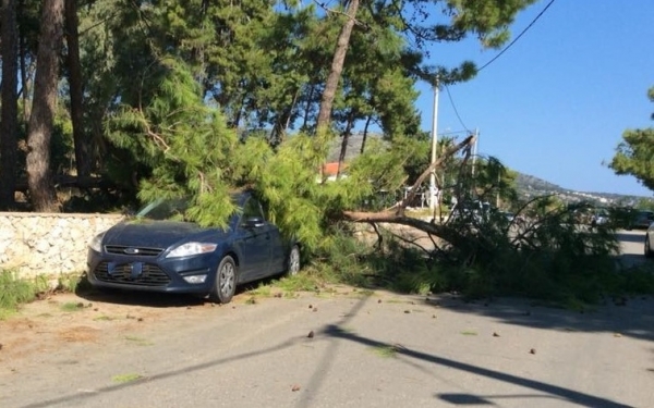 Πεύκο έπεσε πάνω σε σταθμευμένο όχημα στην Σκάλα (εικόνες)