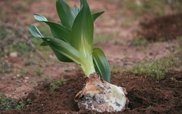 Εκδήλωση στο Ληξούρι: «Κεφαλονίτκα έθιμα του Δωδεκαημέρου»