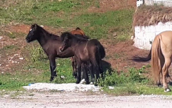 Τα άγρια άλογα του Αίνου κατέβηκαν στην Πάστρα (εικόνα)