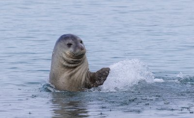 «Ελληνική τραγωδία» και στο Ιόνιο: Οι φώκιες Monachus monachus κρύβονται σε σπηλιές – γιατί το ζήτημα αφορά άμεσα και την Κεφαλονιά