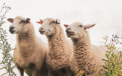 «Λιγότερα από 60 ευρώ το ζώο»: Αγανάκτηση κτηνοτρόφων σε Κεφαλονιά και Ιθάκη