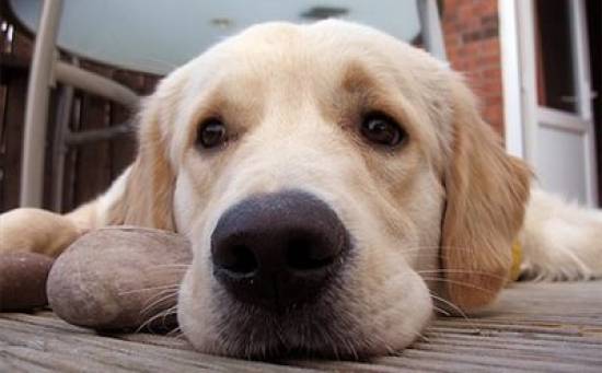 Κραυγή απόγνωσης για την αντιμετώπιση των αδέσποτων σκύλων