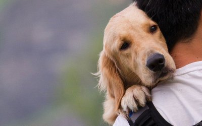 Αντίθεση του Κυνηγετικού Συλλόγου Αργοστολίου στο νόμο «ΑΡΓΟΣ» για τη στείρωση ζώων συντροφιάς