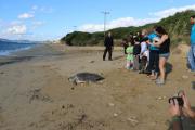 Επέτρεψε στο φυσικό της περιβάλλον η θαλάσσια χελώνα που είχε βρεθεί τραυματισμένη στην Κεφαλονιά