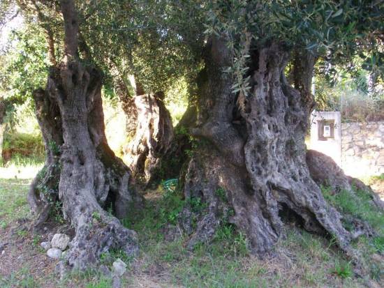 Οι αιωνόβιες ελιές των Κουντουράτων