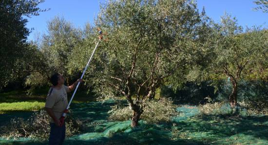 Περιήγηση σε βιολογικό ελαιώνα στα Σπαρτιά