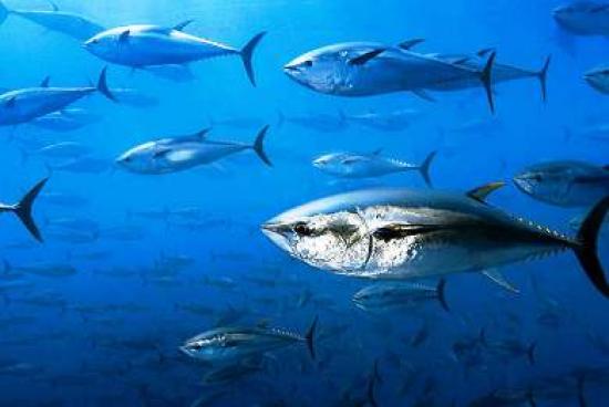 Εξάντληση Εθνικής Ποσόστωσης Ερυθρού Τόνου - Στο εξής απαγορεύεται η αλιεία