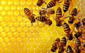 E.A.Σ. : Συναγερμός για την προστασία των Μελισσών