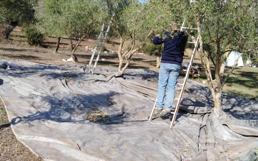 Ξεκίνησε και φέτος το λιομάζωμα στα Πουλάτα