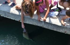 Το σόου επίδειξης της πανέμορφης φώκιας στο Αργοστόλι (photos + video)