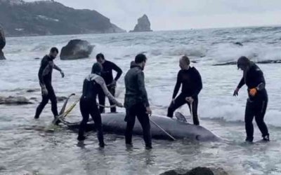 «STOP», με εντολή του Υπ. Περιβάλλοντος, στις σεισμικές έρευνες στο Βόρειο Ιόνιο μετά τον εκβρασμό ζιφιών στην Κέρκυρα