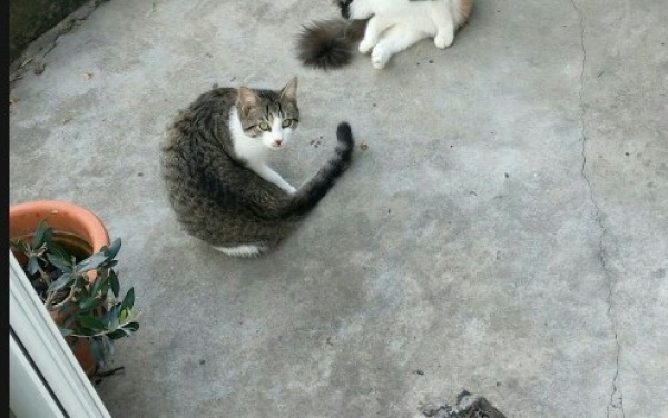 Χάθηκε γάτος στο Αργοστόλι