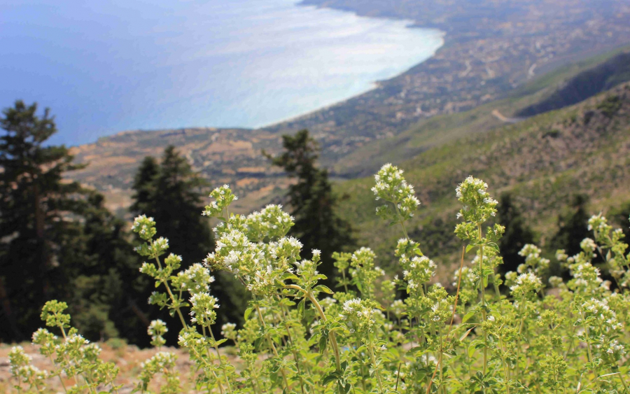 Ετήσια ενημερωτική εκδρομή για τη ρίγανη στον «Φαγιά»