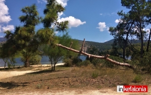 Πτώση πεύκου στον Κούταβο (εικόνες)