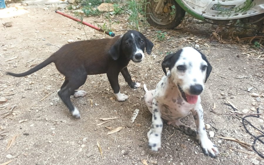 Αδέσποτα κουτάβια για υιοθεσία