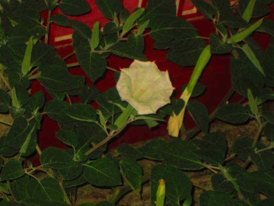 Οι… φουστανελάδες της Κεφαλονιάς!