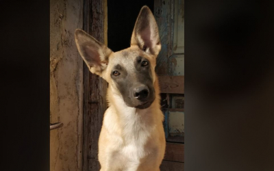 Χάθηκε σκύλος ράτσας Μαλινουά από τις Κεραμειές (εικόνα)