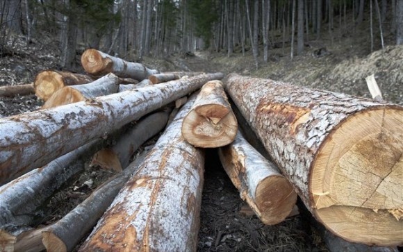 Τι πρέπει να κάνουν όσοι εμπορεύονται ξυλεία - Σε ισχύ ο νέος κανονισμός της ΕΕ