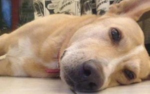 Δήμος Ληξουρίου: Καταγγελίες για νεκρά ζώα από φόλες στην περιοχή των Δεμπονεράτων