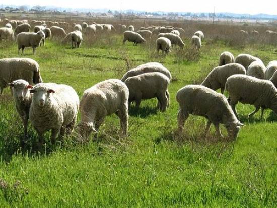 Περικοπή αγροτικής επιδότησης στους κτηνοτρόφους για καμένα βοσκοτόπια