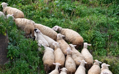 Η Οργάνωση Αγροκτηνοτρόφων Κεφαλονιάς για τις βοσκήσιμες εκτάσεις