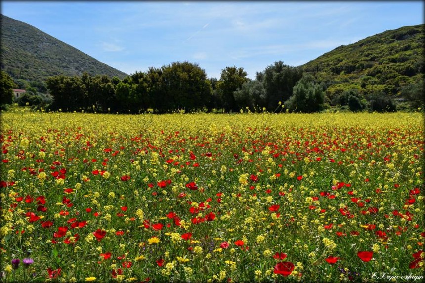 Άνοιξη στην Κεφαλονιά με υπέροχες παπαρούνες!