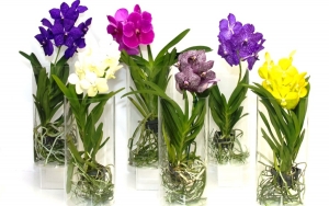 Το ανθοπωλείο «Euroflowers» υποδέχεται το καλοκαίρι...